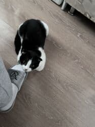 в связи с переездом отдам попугая жако в добрые руки: 6 месяцев, Девочка, Приучена к лотку, Проглистована, С прививками — 3