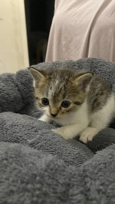 кошачий приют: 1 месяц, Мальчик, Приучена к лотку — 1