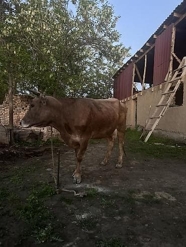 молоко коровье: Продаю | Корова (самка) | Для молока | Привязанные — 10