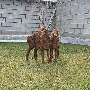 овцы токмок: Продаю | Ягненок | Для разведения | Племенные — 2
