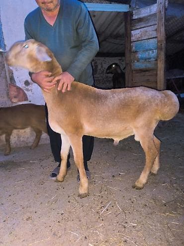 улар сатылат: Сатам | Кочкор (эркек) | Көбөйтүү үчүн — 2