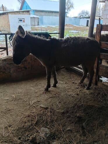 в связи с переездом отдам попугая жако в добрые руки: Осёл (самец) серо-рыжего окраса. - Назначение: рабочий — 2