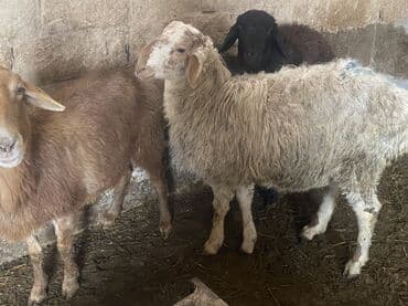 для овец: Продаю | Овца (самка), Баран (самец) | Полукровка, Эдильбаевская | На забой, Для разведения | Осеменитель, Матка — 6