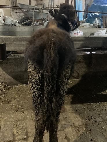 айгыр эшек: Молодой осёл (вьючный тип) - Порода: домашний осёл, тёмный окрас с — 5