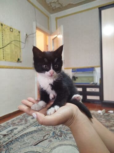 вислаухие котята: Кошка даром: Беспородная, 5 месяцев, Девочка — 1