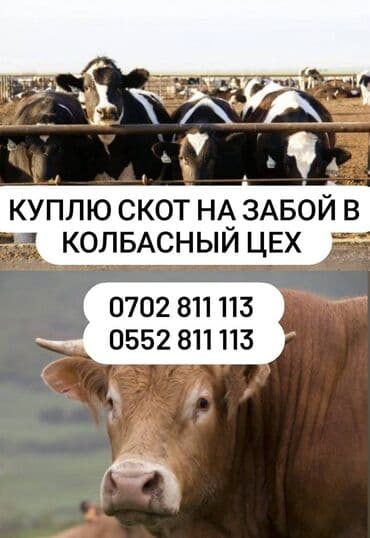 кочкор продаю: Сатып алам | Уйлар, букалар, Жылкылар, аттар, Башка а/ч жаныбарлары | Союуга, этке, Бордоп семиртүү үчүн, Өзү алып кетүү — 1