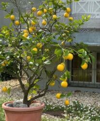 купить дерево лимона с плодами: Комнатный цитрус — лимон в горшке - Плодовое деревце для дома, кухни — 2