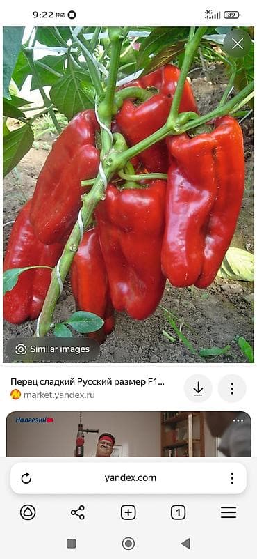 помидор сколько стоит: Рассада — 4