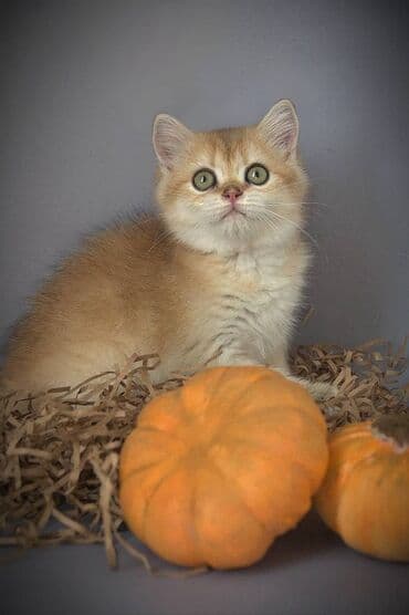 дом кошка: Британская короткошёрстная, 3 месяца, Девочка, Золотая шиншилла, С прививками — 2