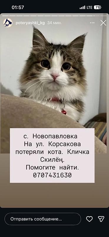 шотландская кошка бишкек: Пропала : Мальчик — 1