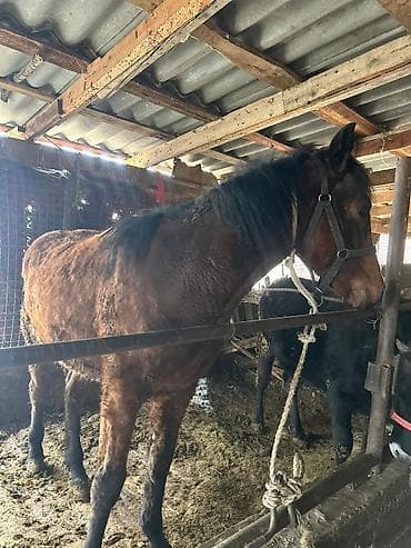 уэльский горный пони: Продаю | Жеребенок | Дончак | Рабочий — 6