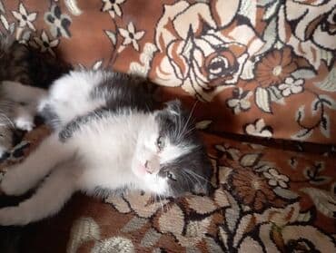 скоттиш страйт котята: Котята, помёт из трёх малышей. - Окрас: два тигровых табби — 3