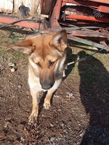 в связи с переездом отдам попугая жако в добрые руки: Порода: метис крупной овчарки/дворовой сторожевой собаки. Пол — 7