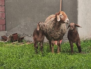 улей для пчел: Продаю | Овца (самка), Ягненок | Арашан | Для разведения | Матка — 2