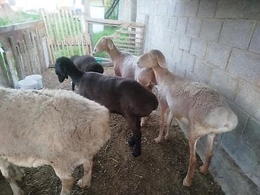 голуби животные: Продаю | Овца (самка) | Для разведения | Племенные — 7