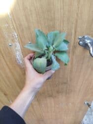 мебельный сейф: Кактусы — 7