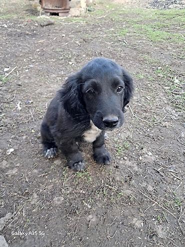 собака спанел: Спаниель, 3 месяца, Самец — 3