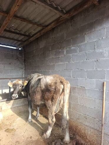 дойных коровы: Продаю | Корова (самка) — 1