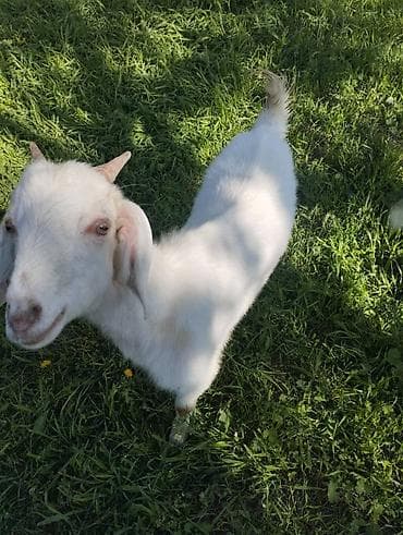 жаны асый: Сатам | Эчки (ургаачы) | Нубий | Көбөйтүү үчүн | Бооз — 2