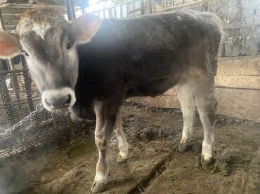 Продаю | Бык (самец) | На откорм | Привязанные