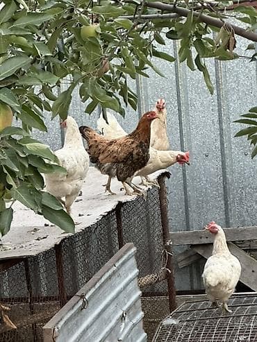 бойцовский кури: Продаю | Куры | Для разведения — 3