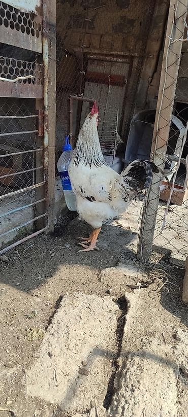 Аквариумы: Продаю | Инкубационные яйца | Суссекс | Несушки — 2