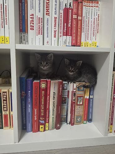 животные кошки: Котята-полосатики (двое), короткошёрстные, тигровый окрас с яркими — 1