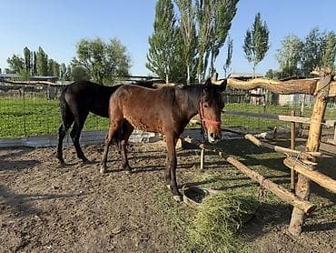 сколько стоит бычок 6 месяцев: Продаю | Жеребенок | Полукровка, Дончак, Кара Жорго — 2