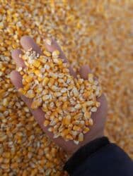 требуется пекари: Жүгөрү Дүңүнөн, Акысыз жеткирүү — 2