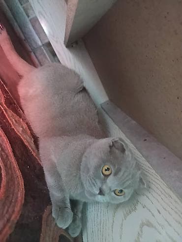 кошки сиамская: Шотландская вислоухая кошка (Scottish Fold), окрас голубой — 1