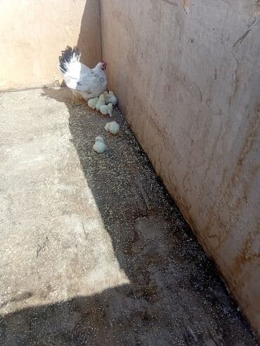 купить инкубационное яйцо породистых кур: Продаю | Куры | Для разведения — 1