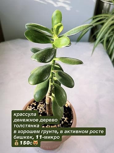цветок фикус: Жонокой болмо гулдору Фикус акча гулу кактус папоротник жб — 7