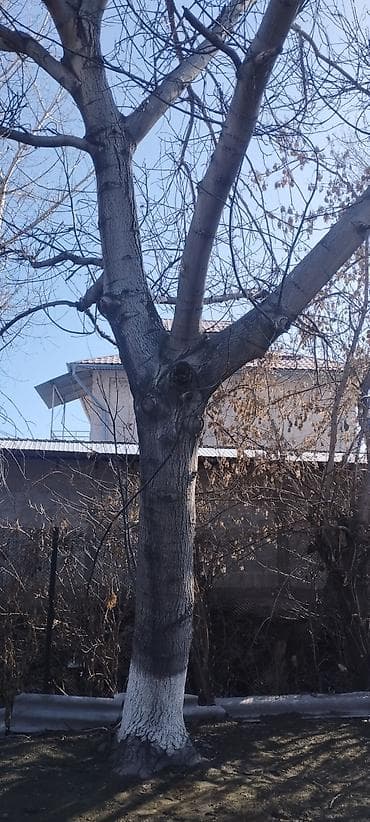 старый сундук: Продам взрослое дерево орех /заготовки древесины. Характеристики: - — 3