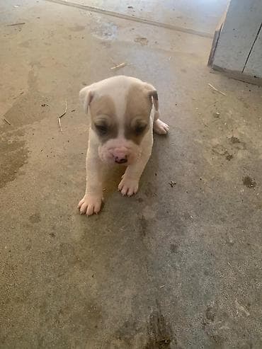 срочна алмашам: Питбуль, 1 месяц, Самец — 9