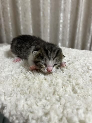 🐾 Открыта бронь на очаровательных котят 🐾 Малыши домашних кошек ищут