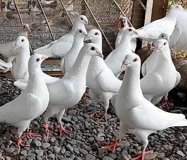 животные в зоомагазине: Почтовые и бакинские, пара 1000 сом — 1