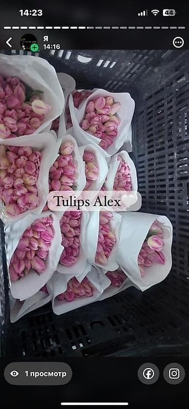 Кухонные принадлежности: Тюльпаны Tulips Alex💐🌷🌷 - Срезанные тюльпаны в упаковках по пучкам, в — 5