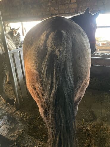 енот живой: Продаю | Кобыла (самка) | Полукровка | Рабочий — 2