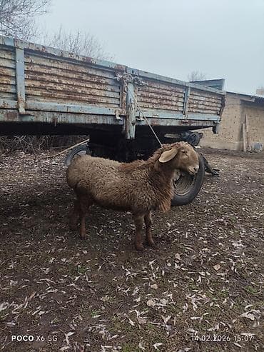 рамановские бараны: Продаю | Ягненок, Баран (самец) | Арашан — 3