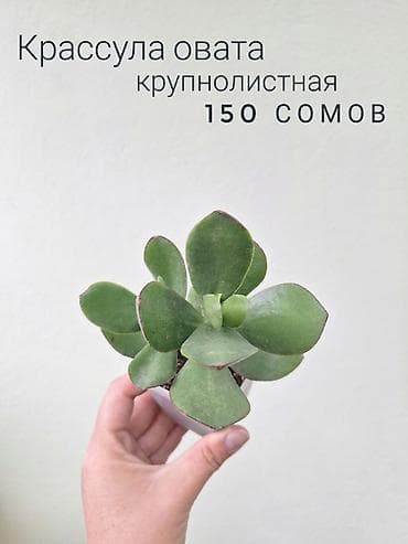саженцы даром: 🌿 Комнатные цветы (укоренённые черенки/молодые растения/взрослые — 8