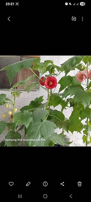 Бөлмө өсүмдүктөрү: Комнатные растения в горшках - Абутилон (комнатный клен) — несколько — 10