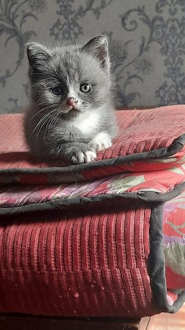 котята свинкс: Беспородная, 2 месяца, Девочка, Биколор, Приучена к лотку — 2