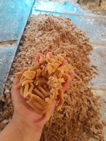 верхний одежда: Самынга даяр сырье сатылат оптом Жыты жок, катуу, 72%, эзилбейт — 4