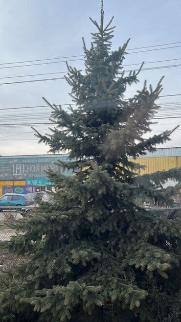 кухонные оборудования: Ель голубая (Picea pungens) — крупномер для озеленения участков и — 1