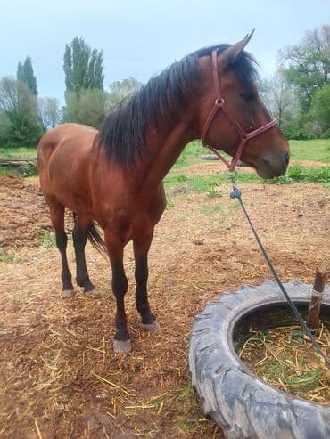 продаю породистых коров: Продаю | Конь (самец), Жеребец | Английская, Полукровка | Конный спорт, Для разведения, Рабочий | Племенные — 10