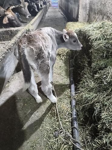 корова стеленком: Продаю | Музоо, торпок | На откорм — 5