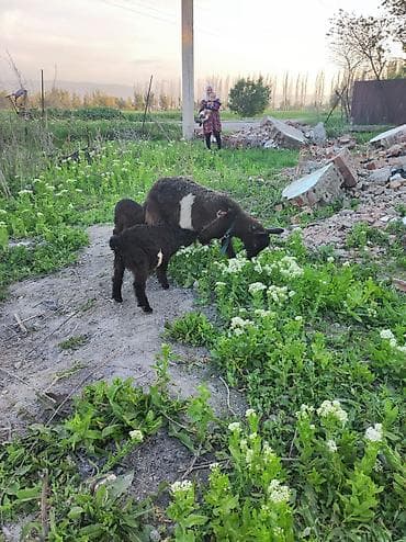 отдам в хорошие руки щенка ягдтерьера: Продаю | Коза (самка) | Полукровка | Для разведения — 4