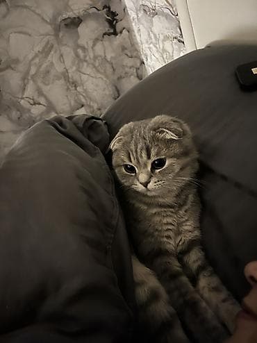 машинка для животных: Шотландская вислоухая кошка (Scottish Fold) - Окрас: серый табби — 4