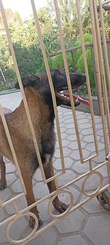 пропала собака хаски: Пропала собака овчарка серо коричневый окрас морда черная возраст 1 — 6