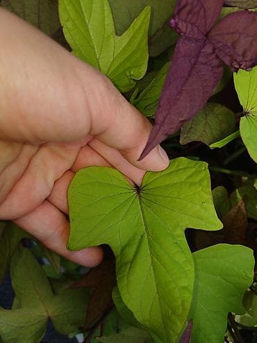 картошка семеная: Ипомея батат (Ipomoea batatas) — декоративные сорта для клумб, кашпо и — 7
